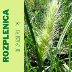 Rozplenica japońska  Hameln